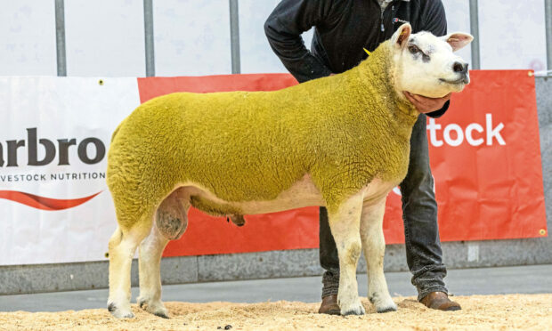 The Knox family’s Texel Haddo Europe sold for 2,200gns.