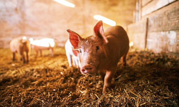 NFU Scotland says the Scottish Government has ignored appeals from the pig farming sector.