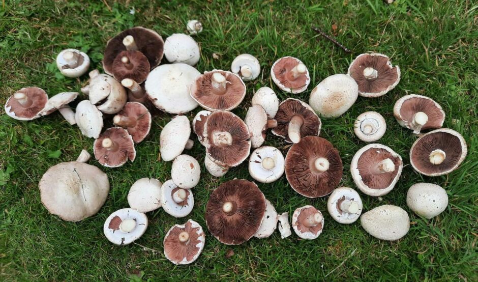 Agaricus mushroom foraging in Scotland