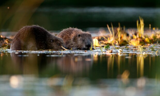 Beavers could be released in Glen Affric