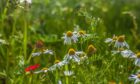 Wildflower areas across Moray are to be expanded.