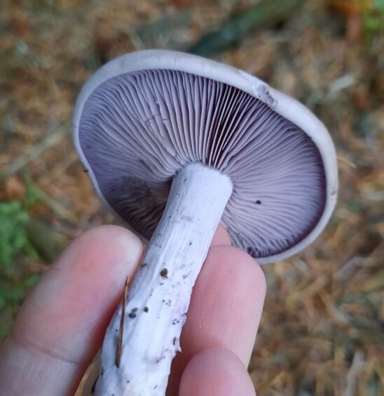 foraging for blewit mushrooms in scotland