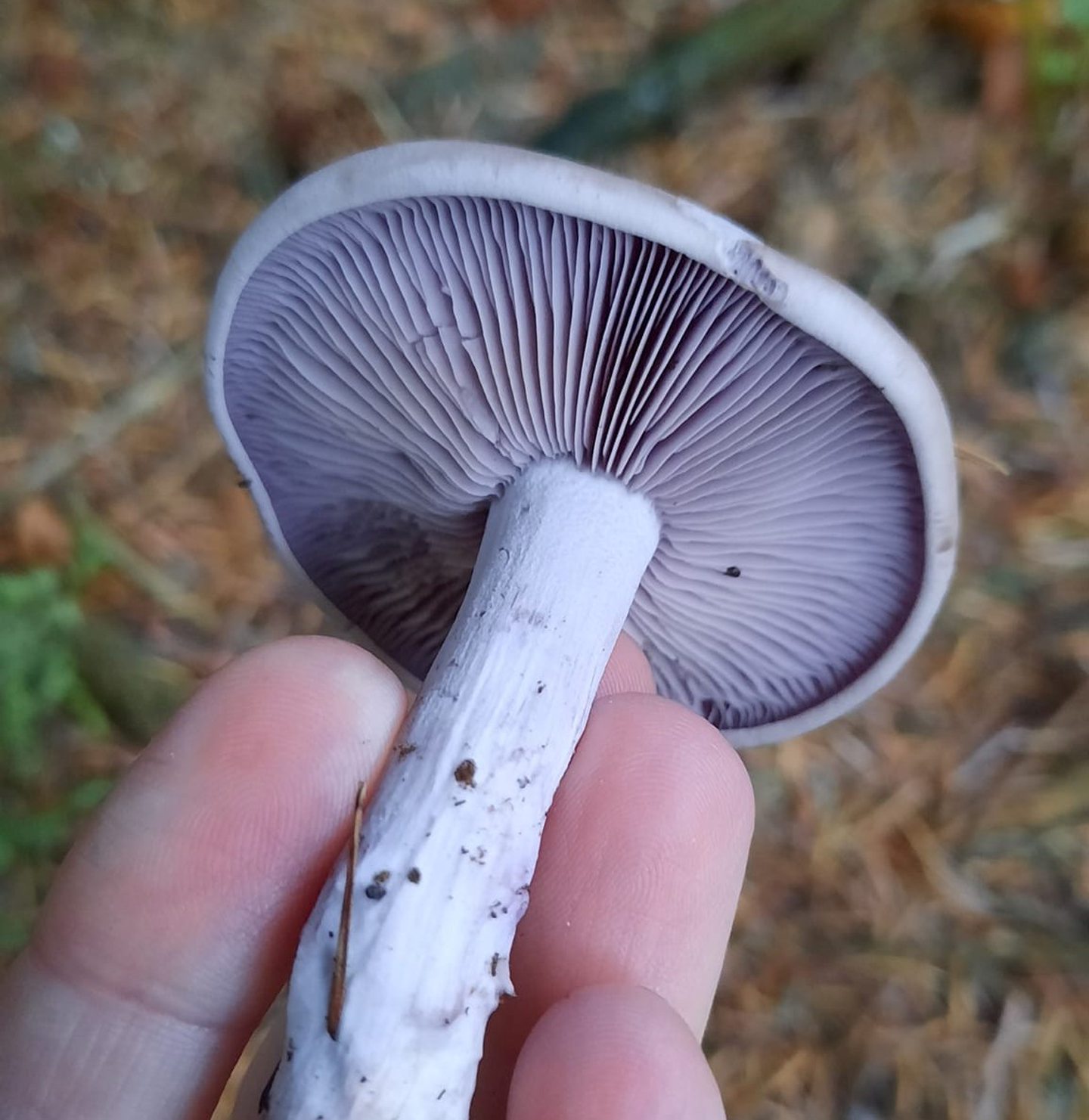 Everything you need to know about mushroom foraging in Scotland