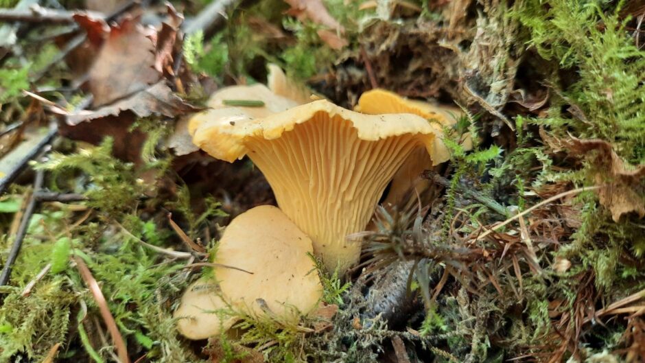 chanterelle mushrooms in Scotland