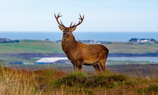 The number of tame deer wandering a Highland village has dropped since new measures were put in place. Supplied by Morris Macleod.