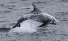 A Risso's dolphin, photographed by Andy Knight who watches the seas for Whale and Dolphin Conservation from Latheronwheel in the Highlands.