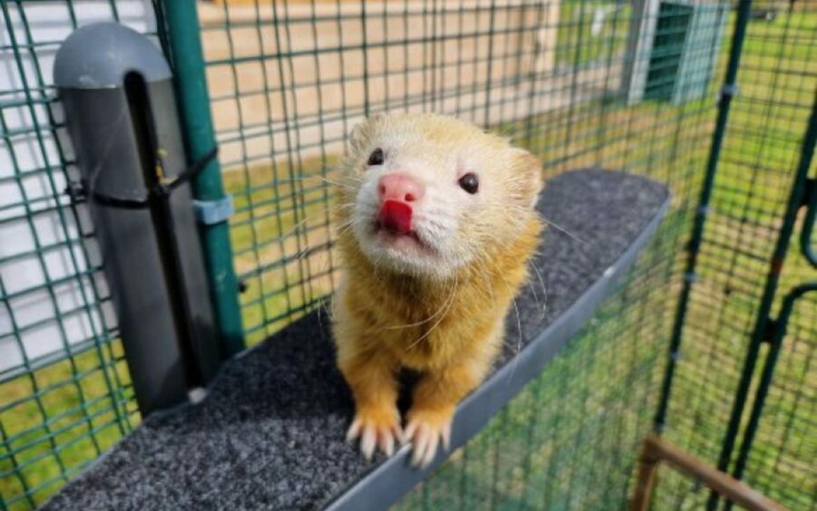 Cream ferret Dart sticking his tongue out, peering from a ledge in an outdoor enclosure