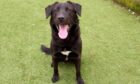Dougal the Labrador-cross is in need of a forever home.