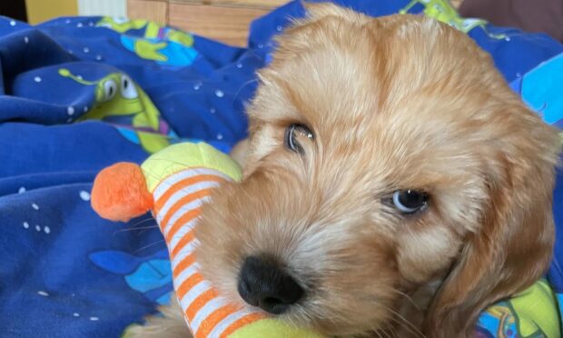 This week's winner is adorable pup Denver.