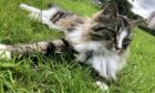 Mittens was loved by shoppers in Stornoway. Photo: The Coop Cat