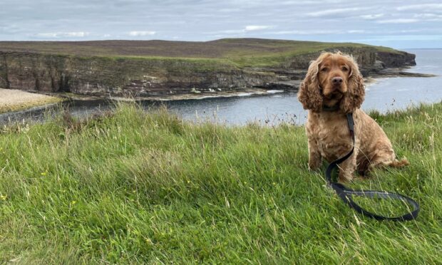 Brilliant Benny looks every inch the model pup during his holiday in Orkney with Annalise Daughtrey from Skye.