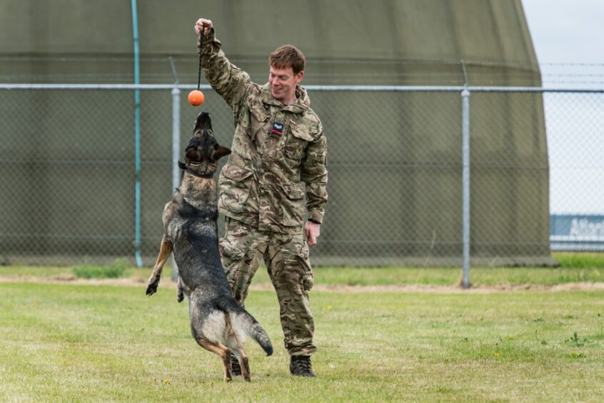 Dog Gina taking part in training.