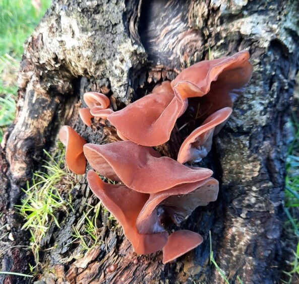 Jelly ear mushrooms