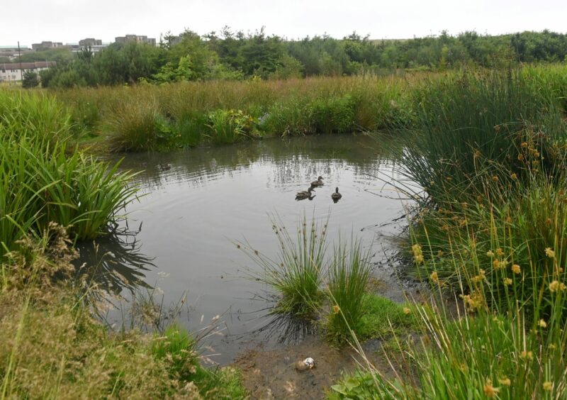 The wetlands at St Fittick's Park - where ETZ Ltd have promised to retain the East Tullos Burn. Picture by Kath Flannery/DCT Media.