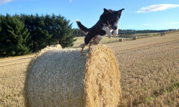 The world is too full of bad news at the moment. We’re going to be more Kim and simply jump for joy! The beautiful border collie takes the leap while out with Gwen and Jimmy Dick during the harvest in Skene.