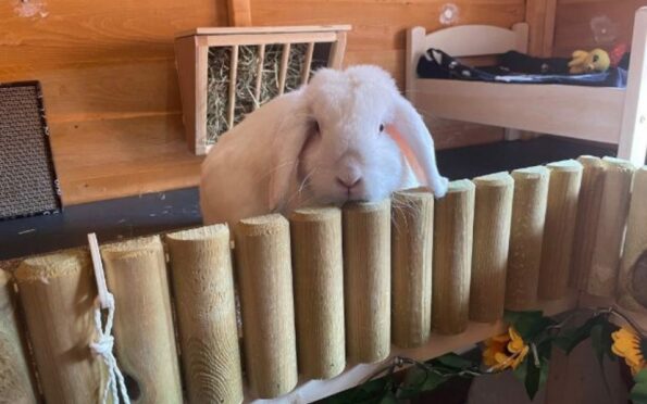 white bunny rosie peeking over her wooden enclosure walls