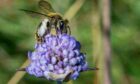 Rare scabious mining bees are found in small areas across north Scotland. Picture by RZSS.