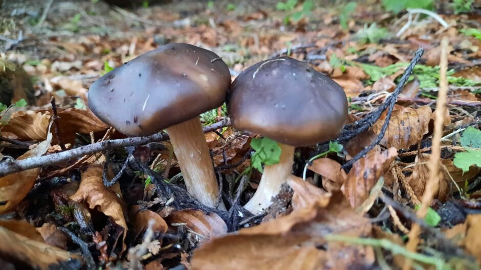 Spring cavalier mushroom