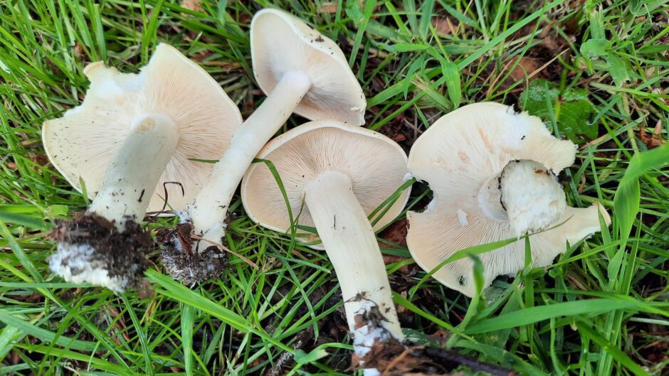 St George mushrooms in scotland
