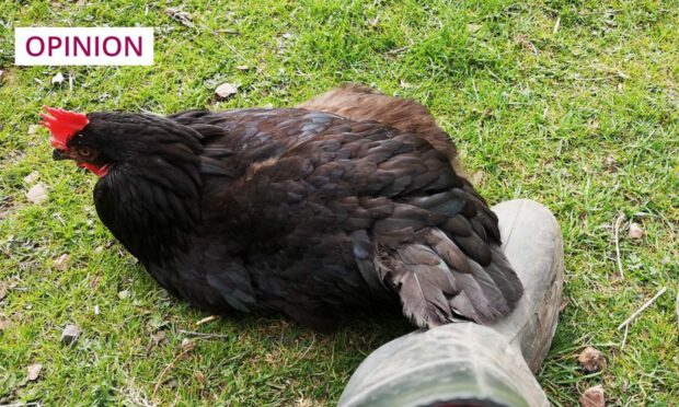 One of Catriona Thomson's hens getting comfortable. Photo by Catriona Thomson