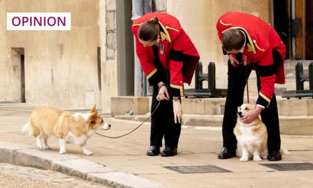 The late Queen's corgis at her funeral (Photo: Jonathan Buckmaster/Pool/Shutterstock)