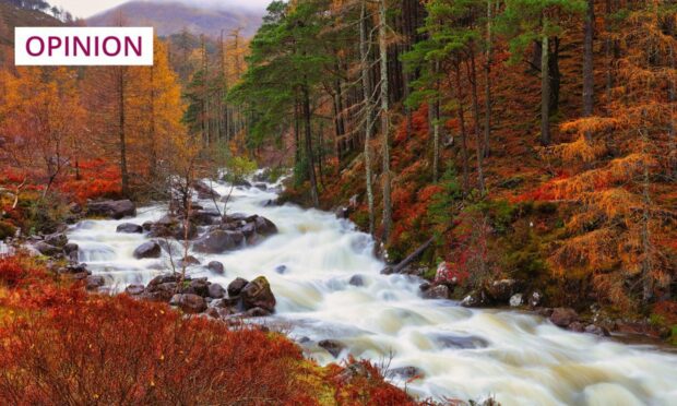 Autumn leaves in the Highlands (Photo: Colin Ward/Shutterstock)