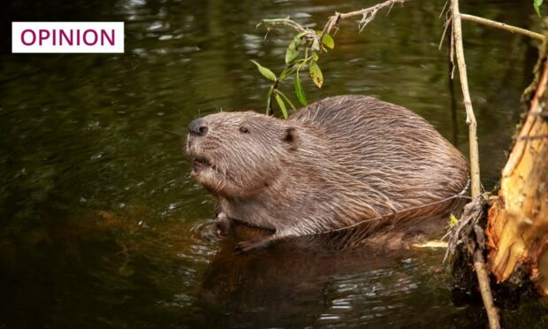 Beavers are among several species of animal reintroduced in Scotland in recent years (Photo: Digital Wildlife Scotland/Shutterstock)