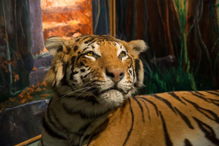 a stuffed tiger in Aberdeen Zoology Museum