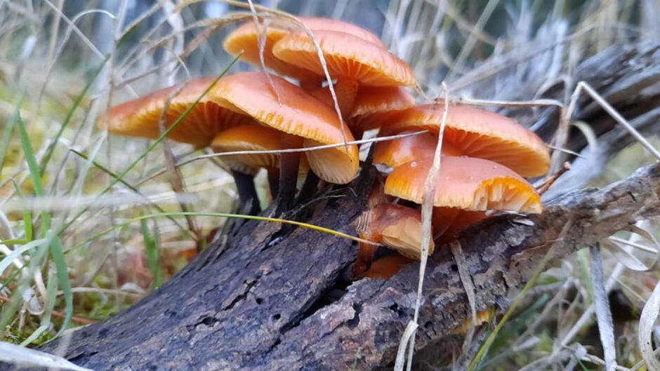 Velvet shanks mushrooms