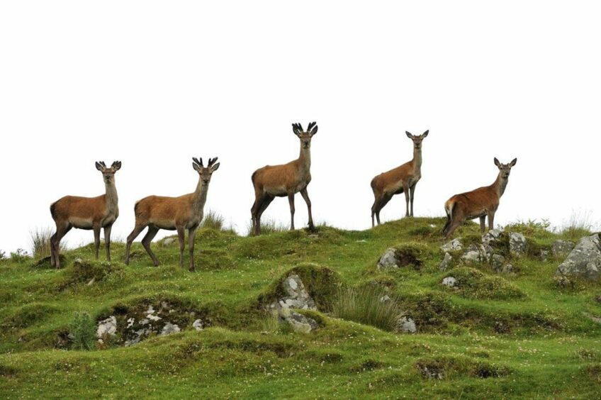 Scottish red deer herd