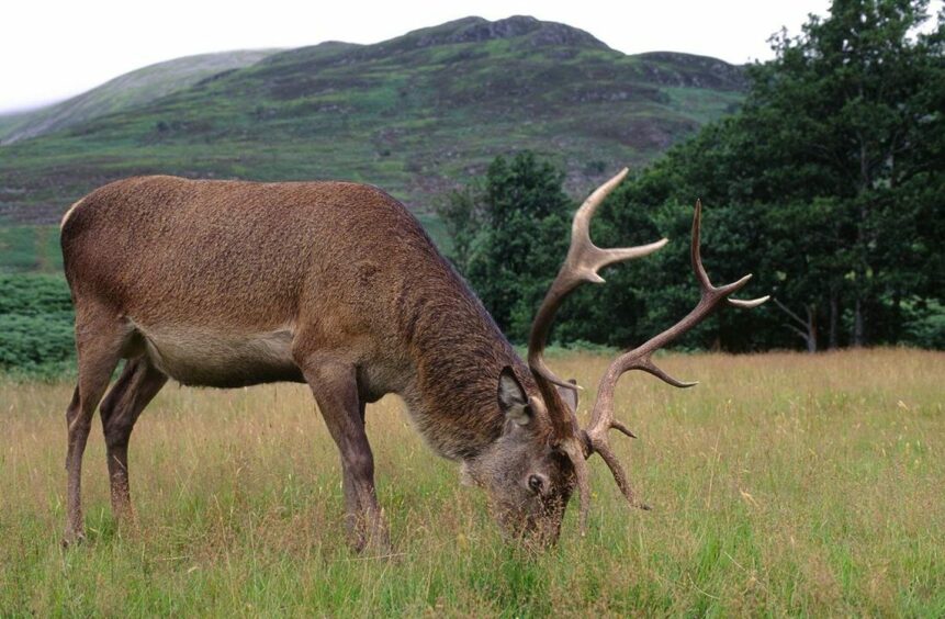 Scottish red stag deer