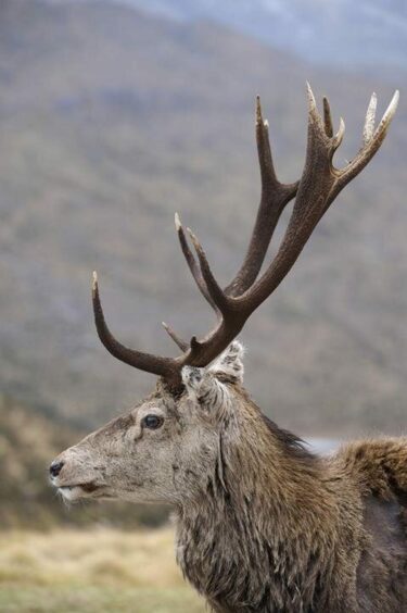 Scottish stag