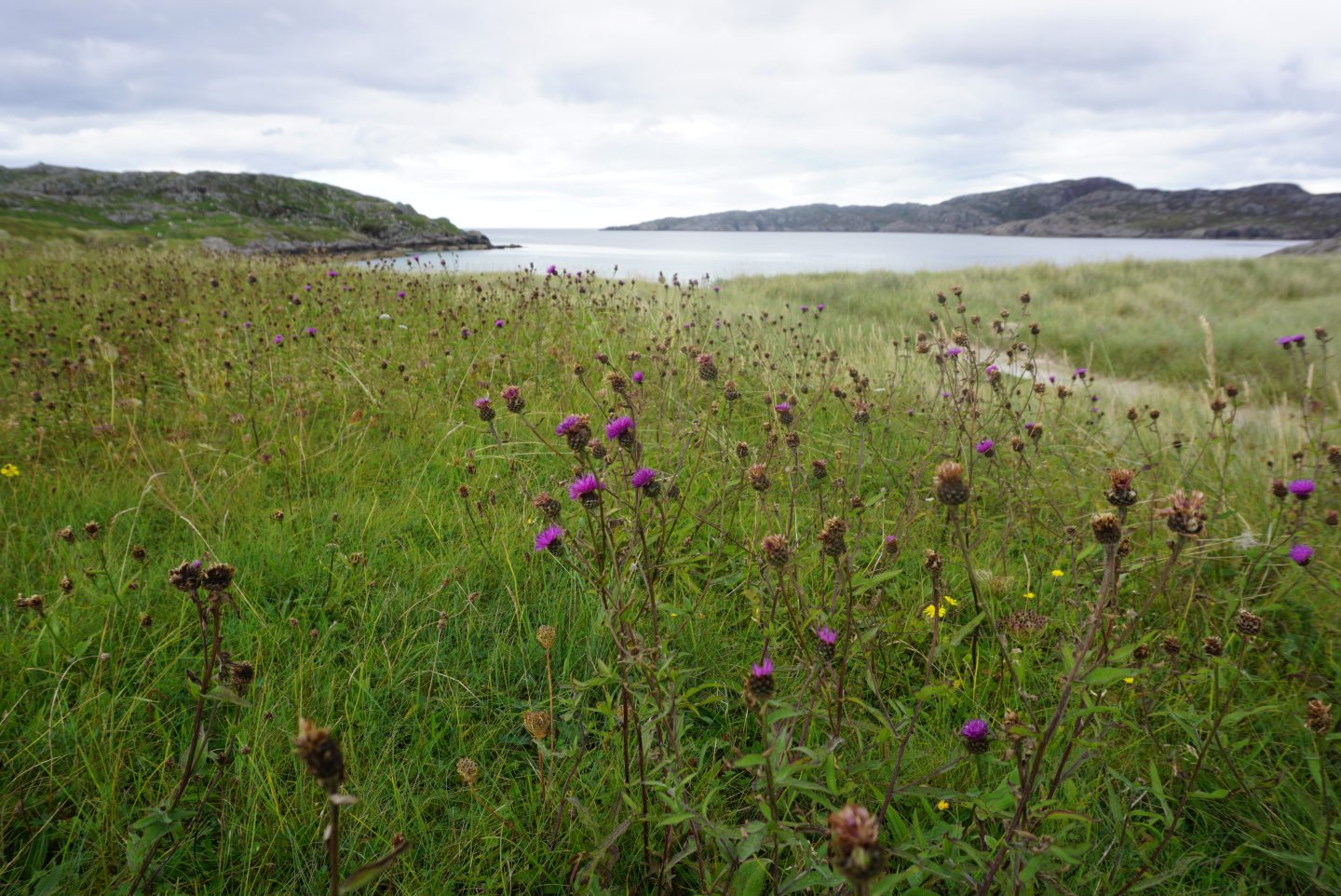 Highland habitat trampled by tourism restored by 50-year project - Vimarsana News