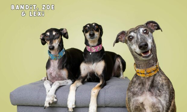 Bandit, Zoe and Lexi pose for their photograph. Image: Beth Hopkins.