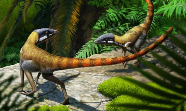 Scleromochlus taylori has been described as a "close cousin" of dinosaurs. Photo: PA