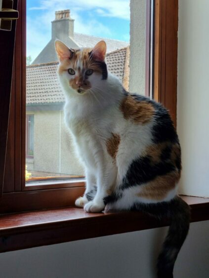 Lorraine Tennant from Portlethen has a lovely model of the perfect cat on her windowsill. No, wait! It’s fabulous Fudge the house cat keeping an eye out for birds landing in the garden. 