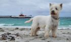 Iconic Scottish setting? Check. Gorgeously heroic looking dog? Nailed it! Josie achieves pup picture perfection while on holiday at Prince’s Bay on Eriskay.