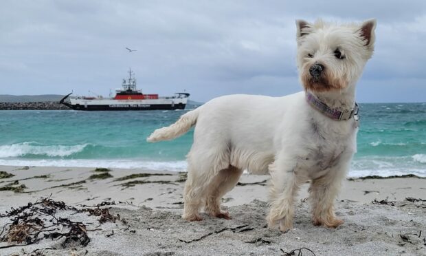 Iconic Scottish setting? Check. Gorgeously heroic looking dog? Nailed it! Josie achieves pup picture perfection while on holiday at Prince’s Bay on Eriskay.