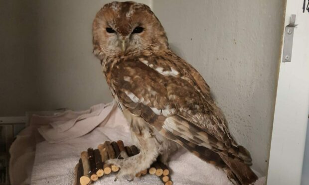 The homeowner initially thought it was a hawk but it turned out to be a tawny owl. Image: Scottish SPCA.