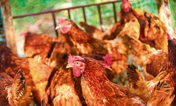 State aid has been given for a 15 million euro avian flu plan.