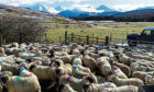 Blackface and Lleyn sheep at scanning at Kirkton and Auchtertyre.