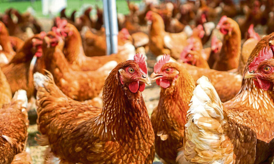 Several brown hens