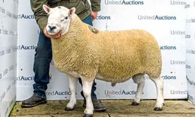 Cheviot Attonburn Bonnie Lad sold for a record £28,000 at Lairg.