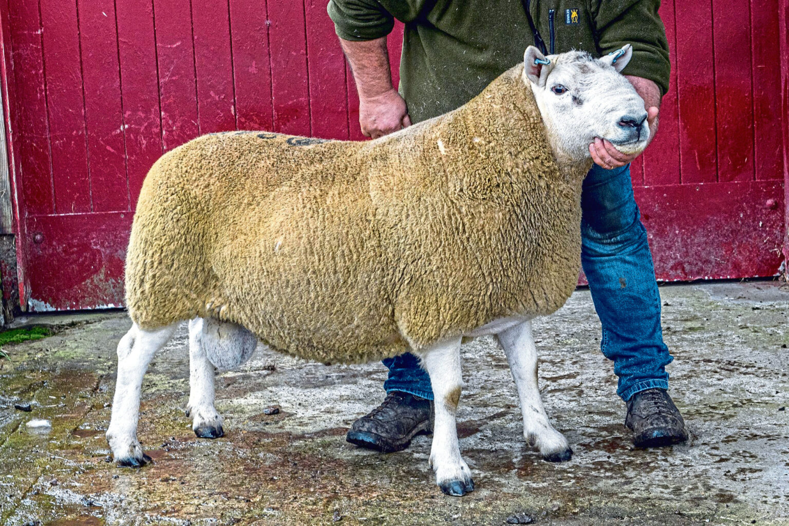 Cheviot ram nets £28,000 Lairg record