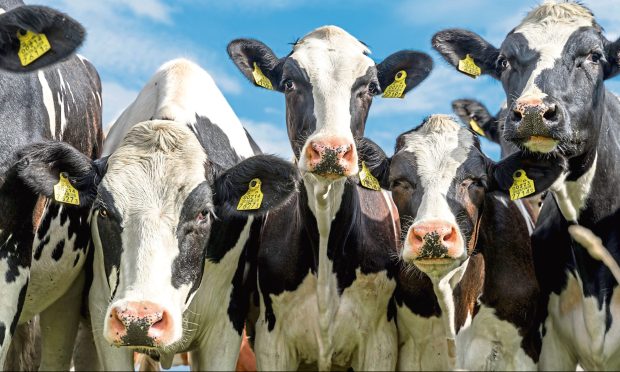 Many dairy farmers are already taking steps to reduce their carbon footprint and be more efficient. Image: Shutterstock