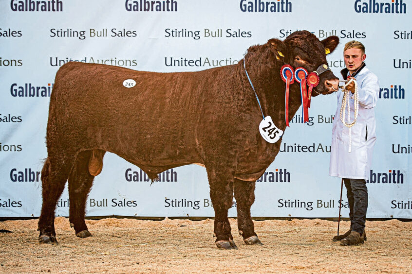 Beef Shorthorn champion bull Chapelton Remus