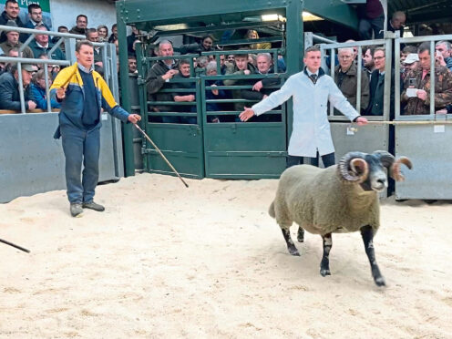 Ian Hunter with his £78,000 shearling from the Dalchirla flock