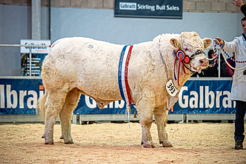 Charolais champion Glenericht Superb