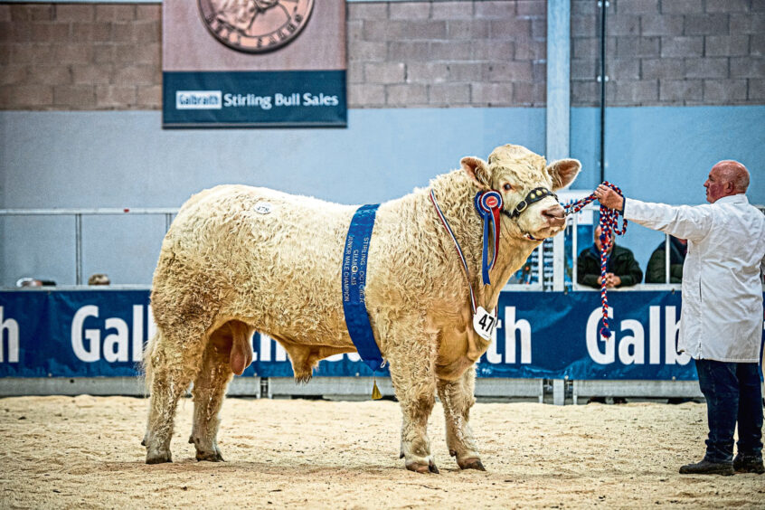 Junior champion Balthayock Sebastian