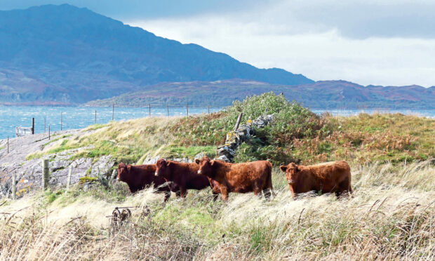 The breed was founded on the Isle of Luing. Image: Glendale PR